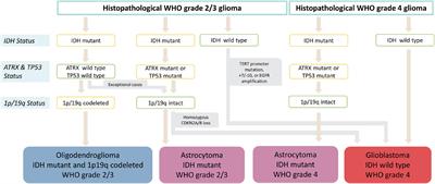 The impact of heme biosynthesis regulation on glioma aggressiveness: Correlations with diagnostic molecular markers